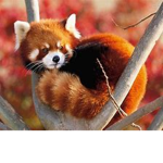 red panda! studios!