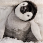 Penguins All Day