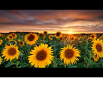 Aesthetics Sunflowers!