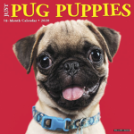 The pug squad for pug people