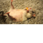 THE RATSSSSSSSSSSSSSSSS