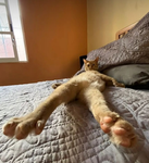 Cute kittenz