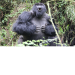 Gorilla’s