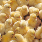 Chickenmelon3000 club