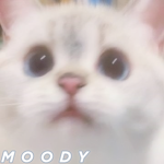 +.ｍ ｏ ｏ ｄ ｙ.+