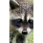 Raccoons rules
