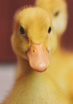 Duck Cuty