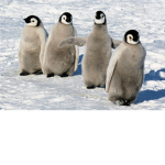 come all penguins