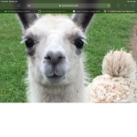 LLAMAS LLAMAS LLAMAS LLAMAS