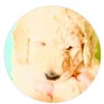 Luna!YouTube