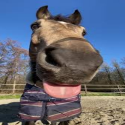 Horse Testing