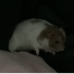 Gordon <3