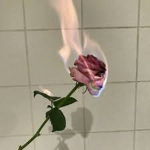 rose clothing<3