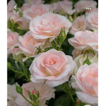 Rosey cafe