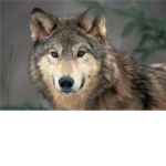 SAVE THE GRAY WOLVES!