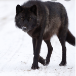 Single wolves
