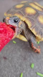 Mega turtle army