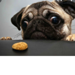 Pugs are magical