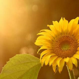 sun.