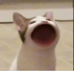 Cat group (pop cat)