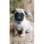 Pugggggggg squad