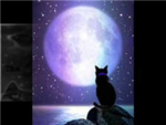 warrior cats dragon clan