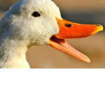 Beautiful Ducks