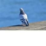 Pigeon_Cartel