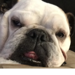 You like my dog