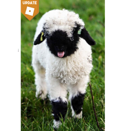 sheep