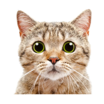 Cat.Army