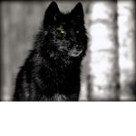 The wolves....