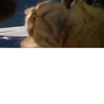the scaredy-cats
