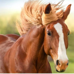 Horse Silver Riding Club