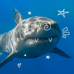 🦈