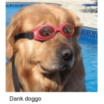 Dank Doggo Group