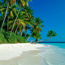 PARADISE