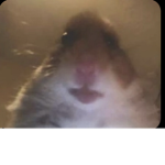 Mega hamster