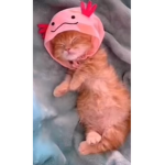 Thepinkcatsgroup