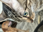 Plague’s Thoughtful Kitties