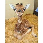 Giraffe Company