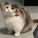 chonk studio