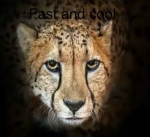 The awesome cheetahs!!!