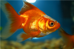 the fishy club