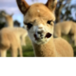 - HERD OF ALPACAS -
