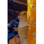 Cat armyyyy :'3