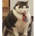 Chumg gang