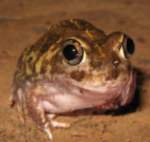 Bungus Run (Frog runners)