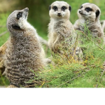 Specialz Zoo!