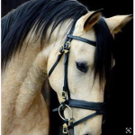 Horseyloves